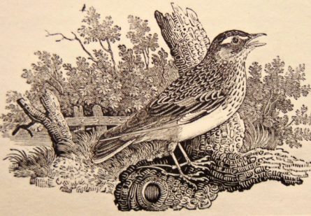 Figure 8 Bewick bird